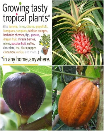 Обложка к Выращивание вкусных тропических растений в домашних условиях