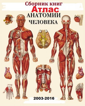 Обложка к Сборник книг - Атлас анатомии человека